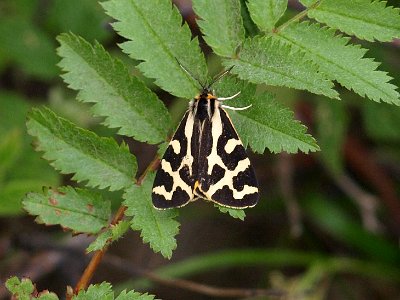 Weegbreebeer, Parasemia plantaginis.JPG